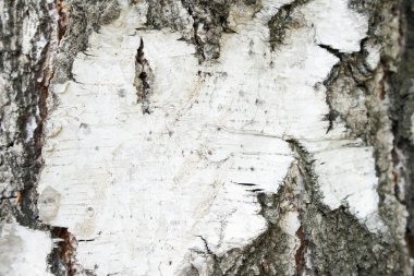 Siyah beyaz çizgili bir çerçeve ve çatlamış bir huş ağacı dokusu. Kopyalayacak yeri olan bir huş ağacı gövdesi..