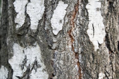 Bir huş ağacının gövdesi. Siyah ve beyaz çizgiler ve çatlak Rus huş ağacının doğal dokusu.