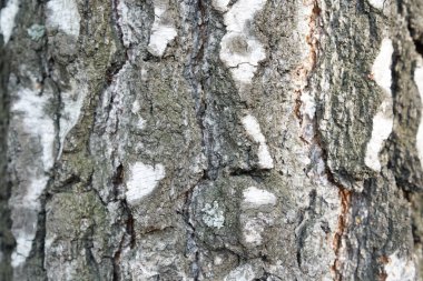 Siyah ve beyaz çizgiler ve kırık doğal huş ağacı dokusu. Kopyalayacak yeri olan bir huş ağacı gövdesi..