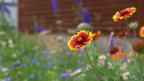Taman bunga abadi Gaillardia. Pada tempat tidur bunga dekat rumah pada hari yang cerah. — Stok Video