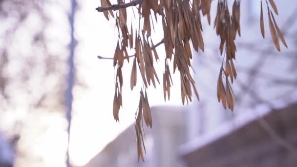 冬は澄んだ空に対して裸のカエデの木のローアングルビュー。白地に初冬のドライフラワー. — ストック動画