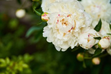 Bahçede çiçek açan yeşil yapraklardan oluşan arka planda beyaz şakayıkların yakın çekimi