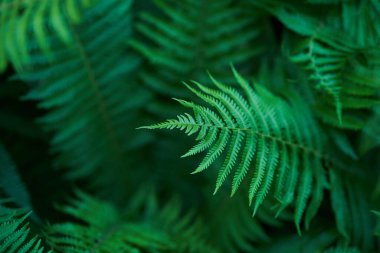 Güneş ışığındaki doğal eğrelti otunun doğal odaksız yeşil arkaplanı. Güzel eğrelti otları yeşil yapraklar yaratır..