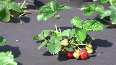 Çilek yatağının yakın çekimi siyah bir bez ile kaplanmalı. Çilek yetiştirmenin modern yöntemleri.