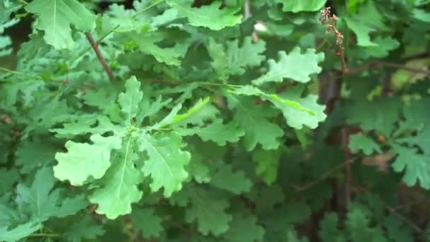 緑のオークの葉は風によってゆらゆらと揺れる。オークの木の葉の動き. — ストック動画