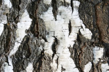 Siyah ve beyaz çizgiler ve kırık doğal huş ağacı dokusu. Kopyalayacak yeri olan bir huş ağacı gövdesi..