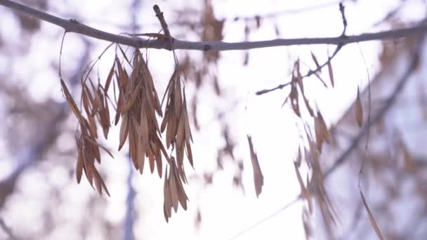Una vista de bajo ángulo de los árboles de arce desnudos contra un cielo despejado en invierno. Flores secas de principios de invierno sobre un fondo natural blanco. — Vídeos de Stock