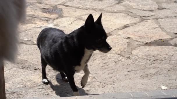 Gözleri iyi görmeyen güzel bir melez köpek, evin merdivenlerinden çıkar. Arka bahçede siyah bir köpek.. — Stok video