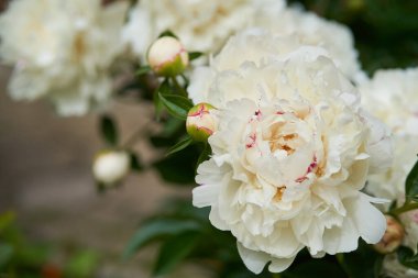 Paeonia laktiflora, bahçede şakayık çiçeği, fotokopi alanı olan güzel doğal arka plan.