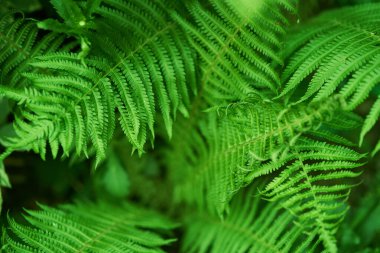 Güzel eğrelti otları yeşil yapraklar oluşturur. Güneş ışığında doğal yeşil eğreltiotu arka planı.