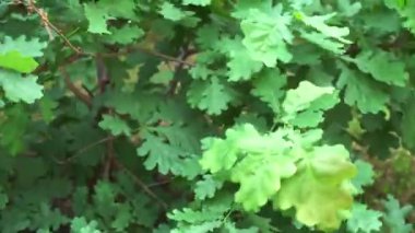 Yakından bakınca yeşil meşe yaprakları rüzgarda titriyor. Meşe ağacındaki yaprakların hareketi.