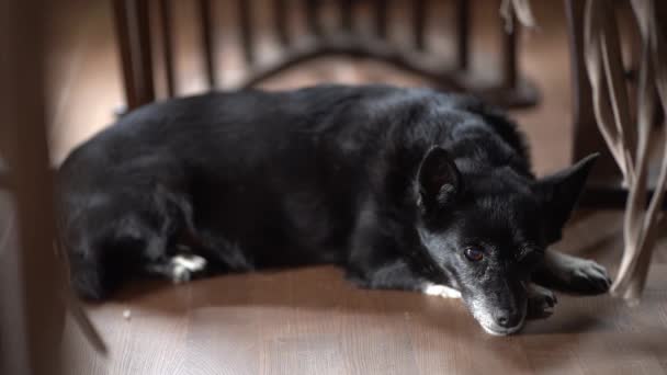 Un hermoso perro mestizo viejo mira directamente a la cámara, acostado en el suelo.Un perro negro con uñas largas sobre un fondo oscuro en la habitación. — Vídeo de stock