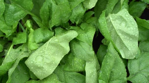 Horní pohled. Pěstování zeleného a červeného listového salátu v zahradním záhonu. Pozadí pro zahradničení se salátovými rostlinami na volném prostranství. — Stock video