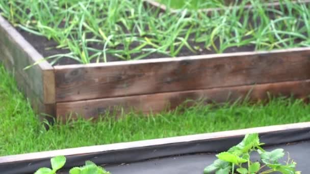 Beds with young onions. Rows of green onions grow in the ground — Stock Video