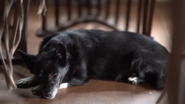 Un hermoso perro mestizo viejo mira directamente a la cámara, acostado en el suelo.Un perro negro con uñas largas sobre un fondo oscuro en la habitación. — Vídeos de Stock