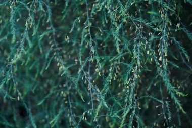 Küçük tıbbi kuşkonmaz yaprakları olan zümrüt renkli bir bitki. Bahçede sebze yetiştirme konsepti