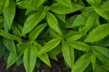Yakından phlox yaprakları yeşil. Arkaplan yaprakları, yaprak dokusu.