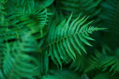 Güneş ışığındaki doğal eğrelti otunun doğal odaksız yeşil arkaplanı. Güzel eğrelti otları yeşil yapraklar yaratır..