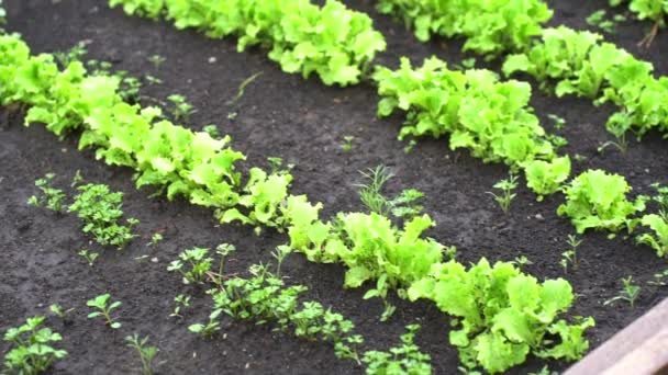 Close-up van groene saladeplanten in de volle grond. Groeiende groene bladsla in een tuinbed. — Stockvideo