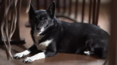 Odadaki karanlık bir arka planda yaşlı bir melez köpek. Güzel bir melez. Uzun tırnakları ve zayıf gözleri var. Doğrudan kameraya bakıyor..