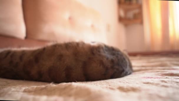 Close-up van de kat op het bed draait naar de camera, rustend in veiligheid en comfort — Stockvideo