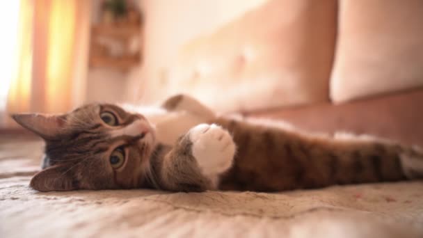 Ładny kot na łóżku leży na plecach, spoczywa w bezpiecznym i komfortowym miejscu - zbliżenie — Wideo stockowe