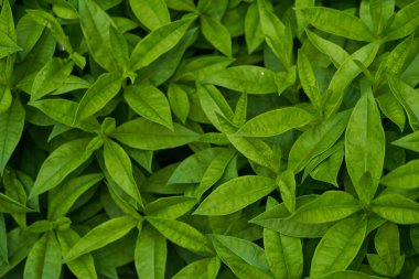 Phlox yaprakları yakın planda yeşildir. Arkaplan yaprakları, yaprak dokusu.