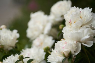 Paeonia laktiflora, bahçede şakayık çiçeği, fotokopi alanı olan güzel doğal arka plan.