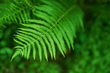 Güzel eğrelti otları yeşil yapraklar oluşturur. Güneş ışığında doğal yeşil eğreltiotu arka planı.