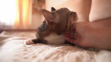 Yatağın üzerindeki sevimli kedi sahibinin okşamasından zevk alıyor, huzur ve huzur içinde dinleniyor - yakın plan