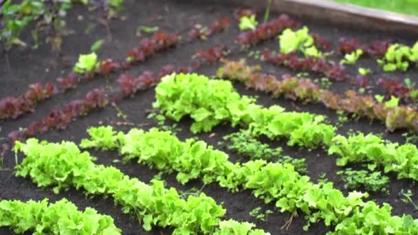 Creciendo lechuga de hoja verde y albahaca roja y verde en una cama de jardín. Albahaca y ensaladas verdes en campo abierto. — Vídeos de Stock