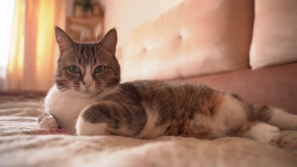 Primer plano de un gato acostado en la cama y mirando a la cámara, descansando con seguridad y comodidad — Vídeos de Stock