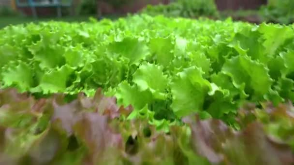 Detailní záběr čerstvých listů zeleného salátu. Salát je směs na výrobu salátů. Video v salátové zahradě s dokonalým pohybem a rozmazaný nebo bokeh efekt v pozadí. — Stock video