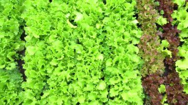 Yukarıdan bak. Taze yeşil ve kırmızı marul yapraklarının yakın çekimi. Açık havada marul yetişiyor.