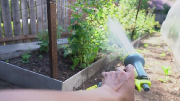 Une main humaine pulvérisant une solution aqueuse sur les racines d'une plante sous pression. Arrosage d'un framboisier dans le jardin. Concept de jardinage — Video