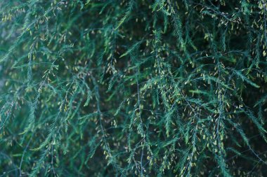 Küçük tıbbi kuşkonmaz yaprakları olan zümrüt renkli bir bitki. Bahçede sebze yetiştirme konsepti