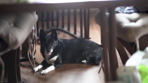 Un perro mestizo negro viejo sobre un fondo oscuro en la habitación. Una hermosa mestiza con uñas largas y mala vista, mirando directamente a la cámara. — Vídeo de stock