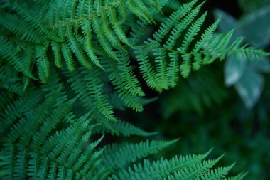 Güzel eğrelti otları yeşil yapraklar oluşturur. Güneş ışığında doğal yeşil eğreltiotu arka planı.