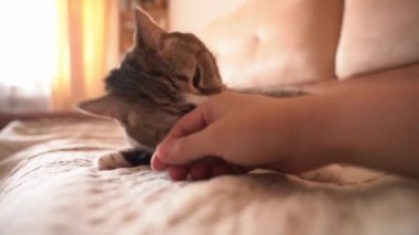 Yatağın üzerindeki sevimli kedi sahibinin okşamasından zevk alıyor, huzur ve huzur içinde dinleniyor - yakın plan