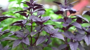 Bahçedeki bir çiçek tarlasında büyüyen mor ve yeşil bir fesleğenin yakın çekimi. Bahçe yatağında güzel kokulu baharatlar yetişir. Genç, taze yetişmiş fesleğen.
