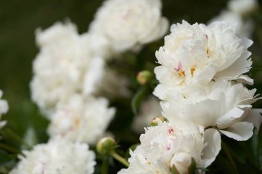 Bahçede çiçek açan yeşil yaprakların arka planında beyaz şakayıklar olan bir çalılığın yakın çekimi. Ebedi çiçekler beyazdır.
