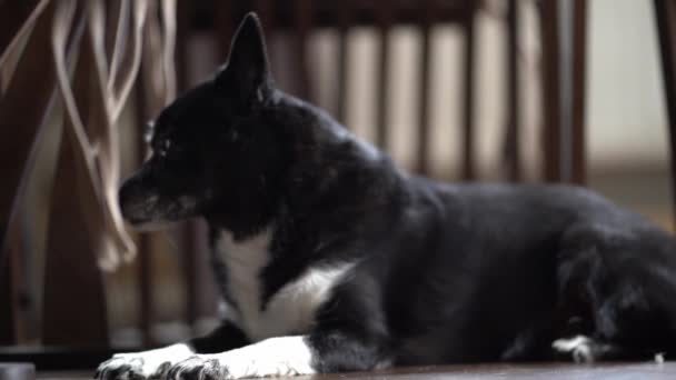 Odanın arka planında siyah yaşlı bir köpek. Uzun tırnakları ve zayıf görme yeteneği olan güzel bir melez kalkıyor ve gidiyor. — Stok video