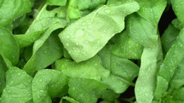 Top view of a plant with water drops. Growing green leaf lettuce in the garden. Background for gardening with salad plants in the open ground. — Stock Video