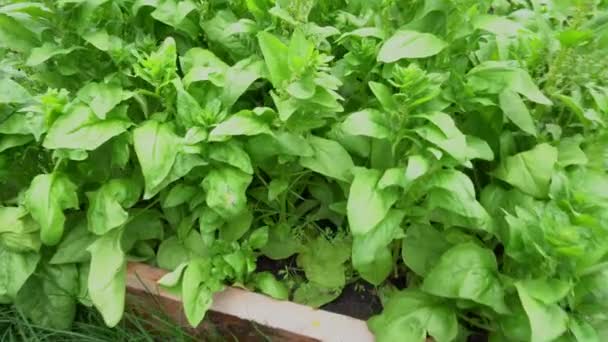 Close-up van een groene sla die groeit in een bloembed in de tuin. Geurig kruiden groeit in de tuin. — Stockvideo