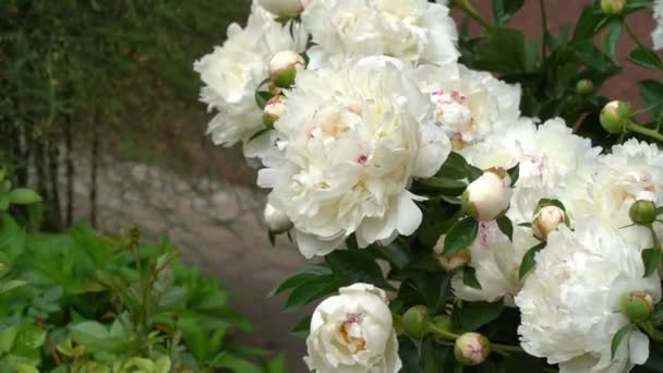 パエオニアの花、庭の牡丹の花、美しい自然の背景。風の中での花の動き — ストック動画