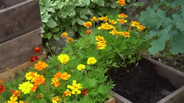 Förberedelse för omplantering blommor till en rabatt nära huset. Guldblommor i en trälåda. — Stockvideo