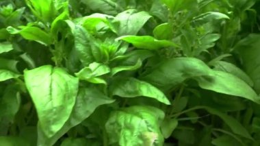 Bahçedeki bir çiçek tarlasında yetişen yeşil bir marulun yakın çekimi. Bahçede güzel kokulu baharatlar yetişir..