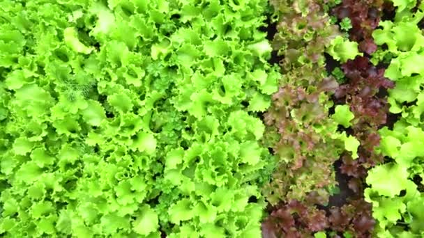 Utsikt uppifrån. Odlar grön bladsallad i trädgården. Bakgrund för trädgårdsskötsel med gröna salladsväxter i öppen mark. — Stockvideo