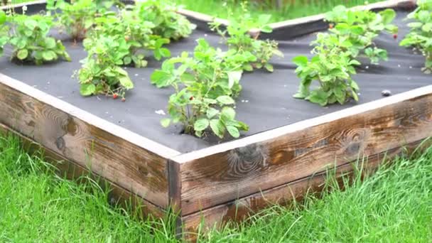 Een bed met aardbeienbladeren. Het bed is bedekt met een zwarte doek. Moderne methoden voor de teelt van aardbeien. — Stockvideo