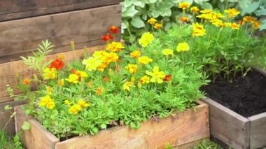 Evin yakınındaki bir çiçek tarlasına çiçek nakli için hazırlık. Tahta bir kutuda kadife çiçekleri.